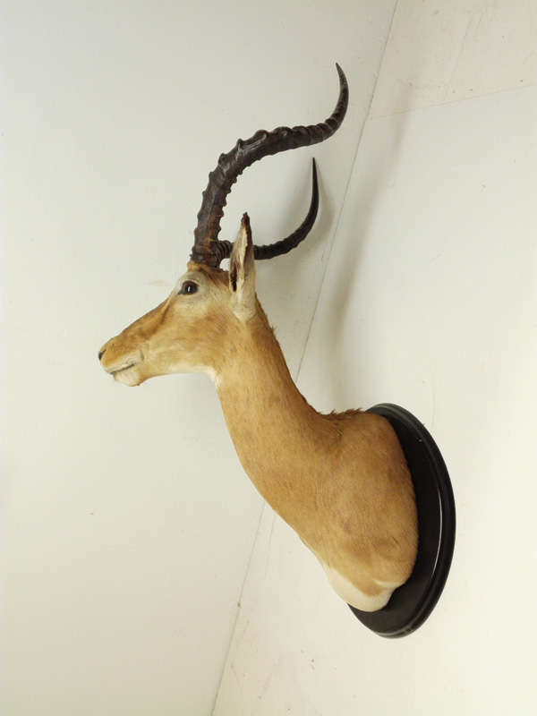 cabeza antilope pared fauna madera 40-96x35-39x50.5 (55eu) 1u